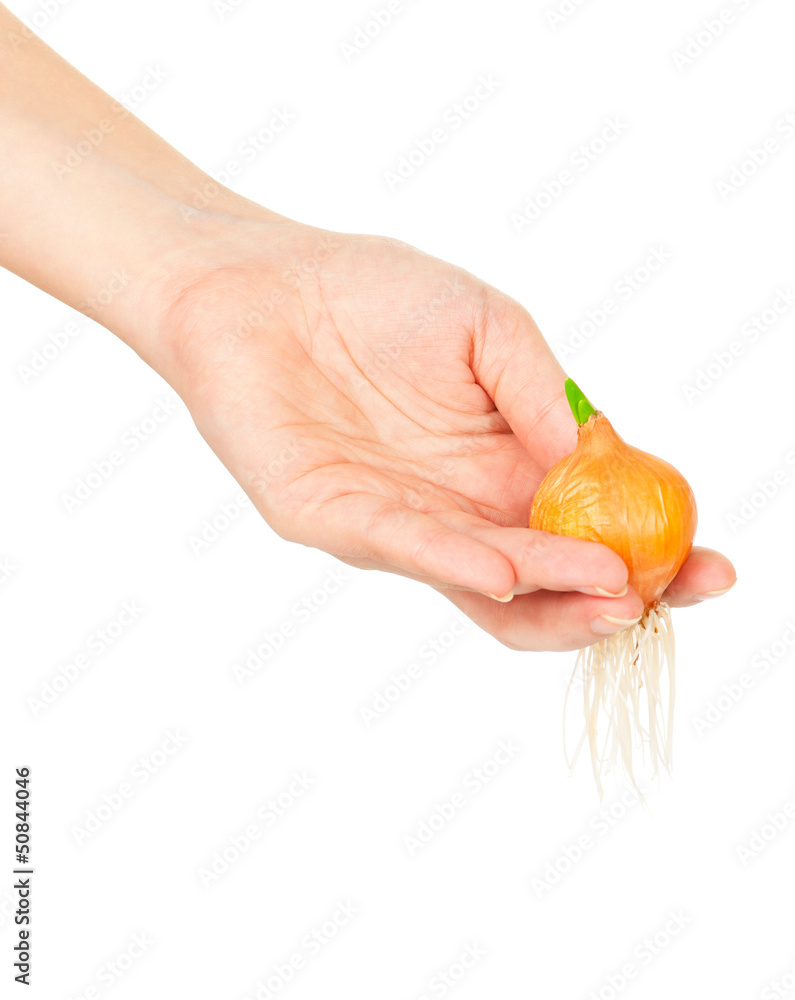 Germinated onion Germinated onion