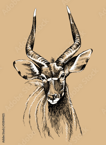Vector sketch of a male nyala antelope photo