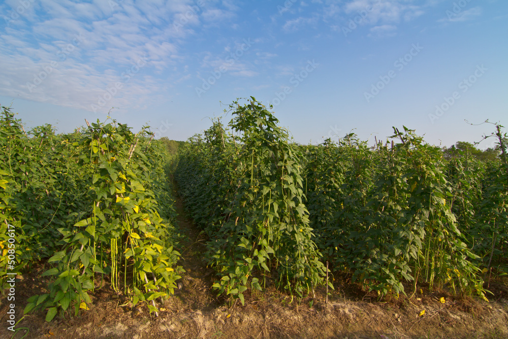 Yardlong bean farm against blue sky