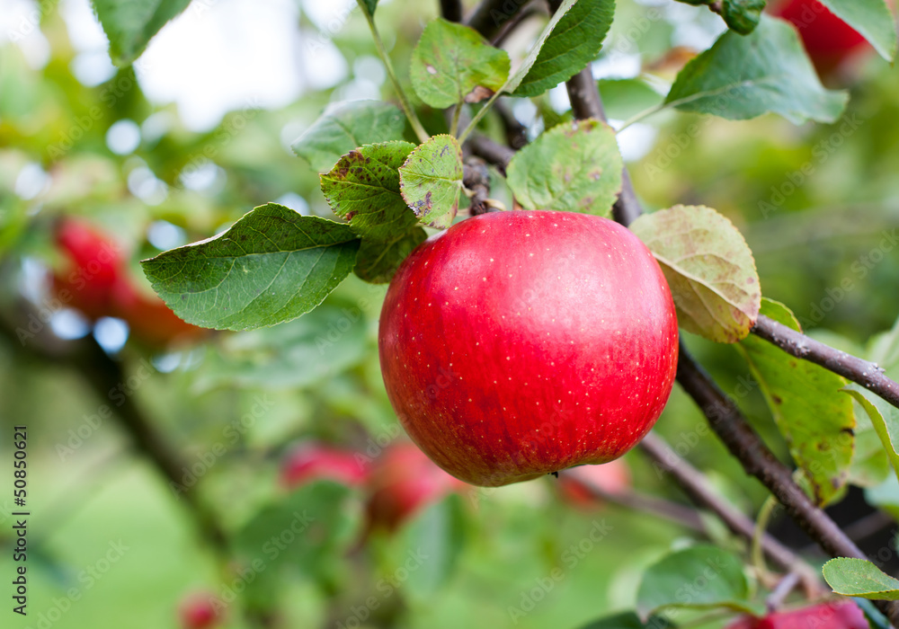 Red apple Red apple