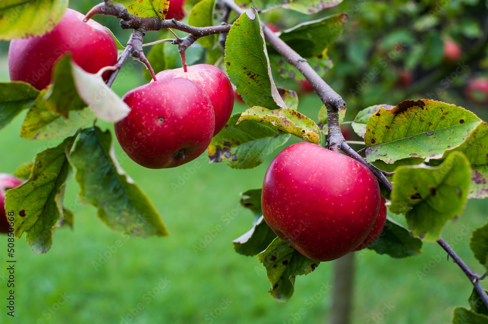 Red apple Red apple