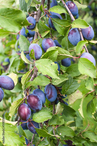 Obraz na płótnie Plums
