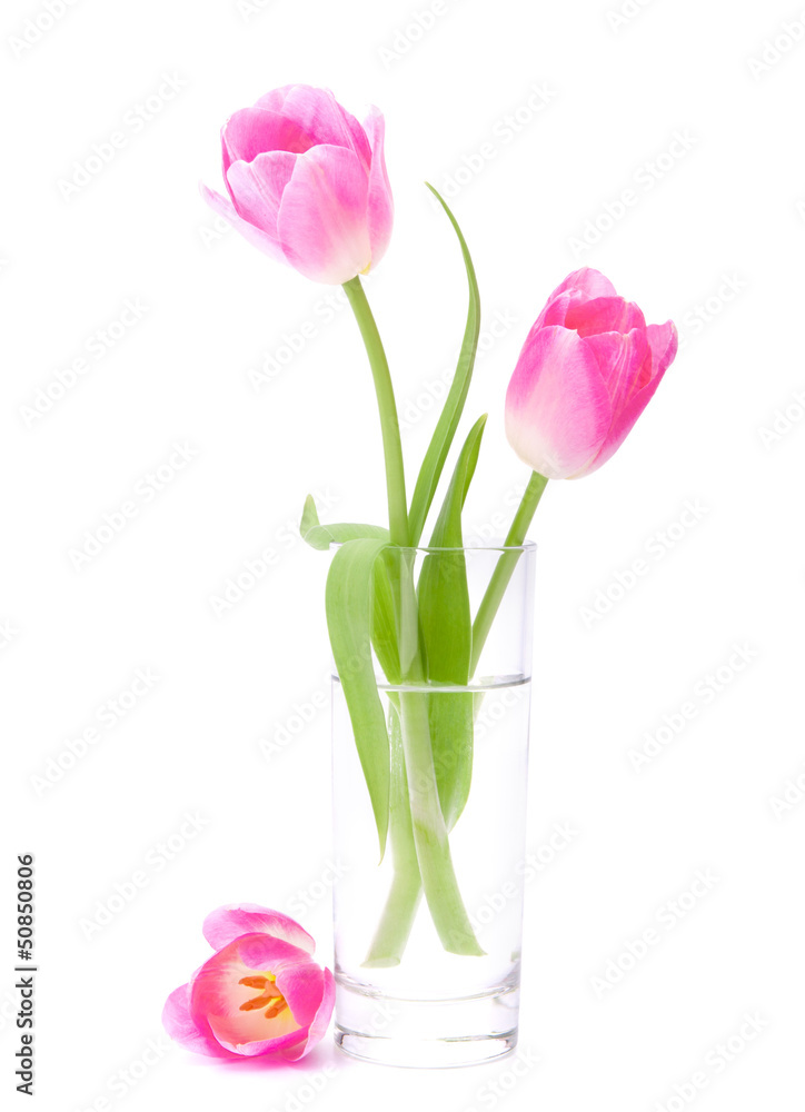 Pink tulips bouquet in vase isolated on white background Pink tulips bouquet in vase isolated on white background