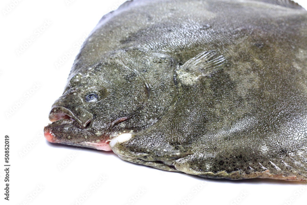 turbot turbot