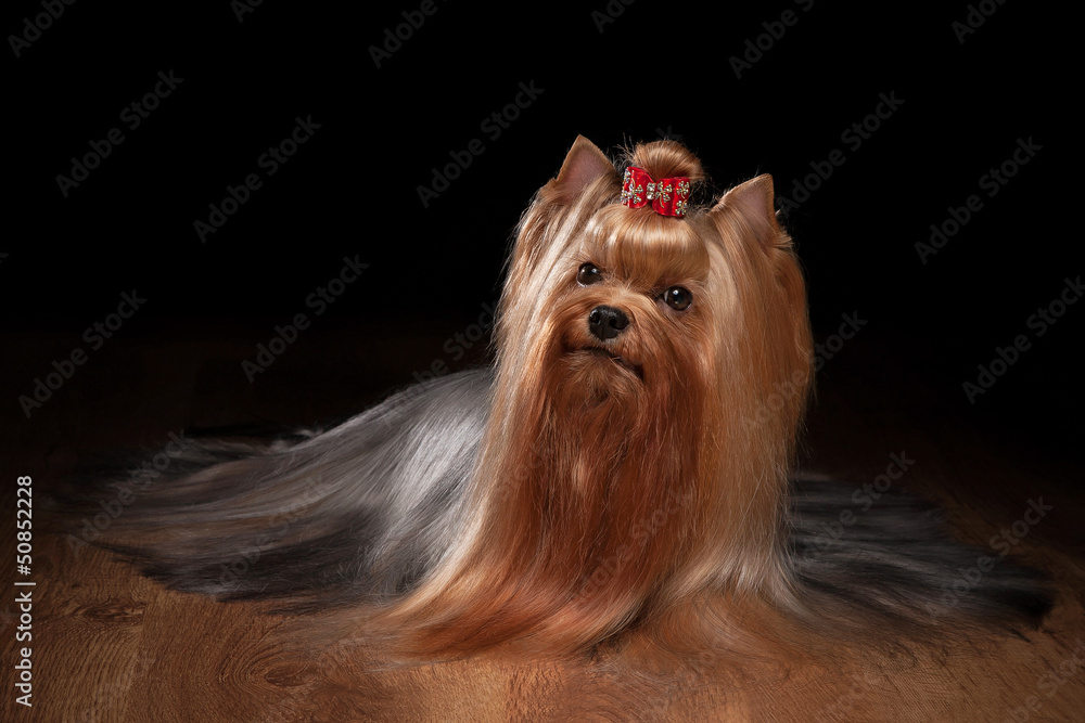 Naklejka premium yorkie puppy on table with wooden texture