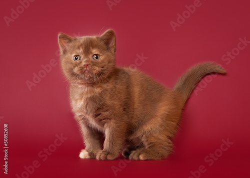 british cat on dark red background © dionoanomalia