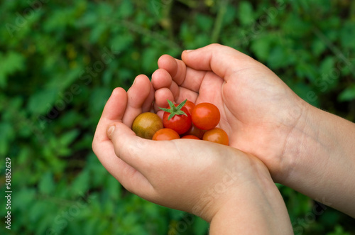 Boy hand holding organic green red tomatos