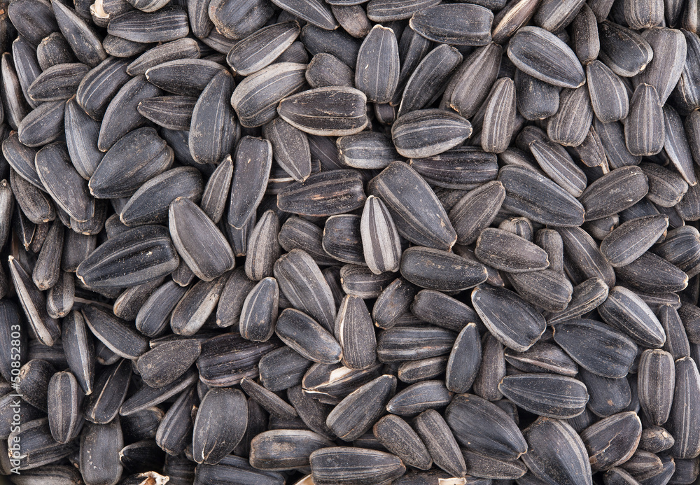 Sunflower dry seeds background with detail closeup Sunflower dry seeds background with detail closeup