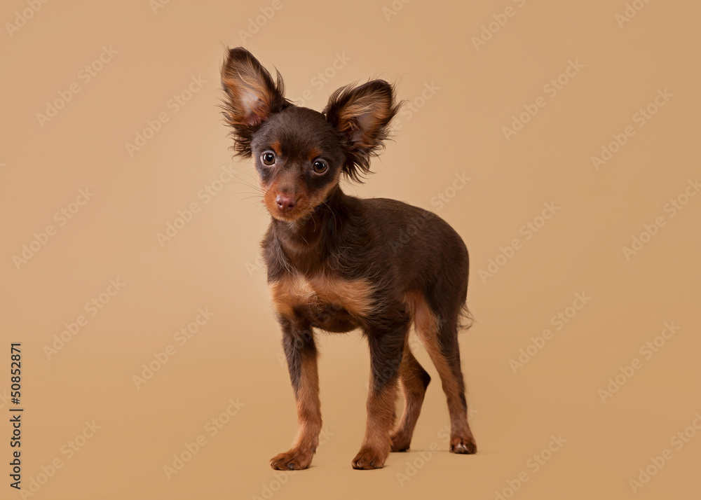 Russian Toy Terrier Puppy On Light