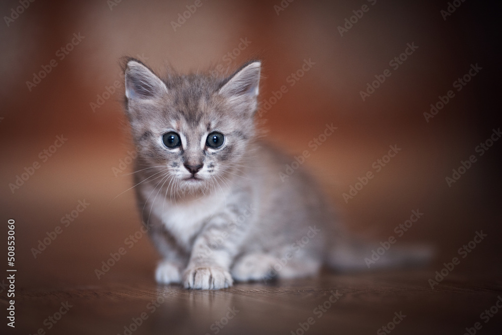 Kitten Kitten
