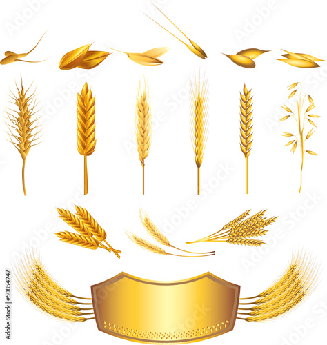 wheat photo-realistic vector set