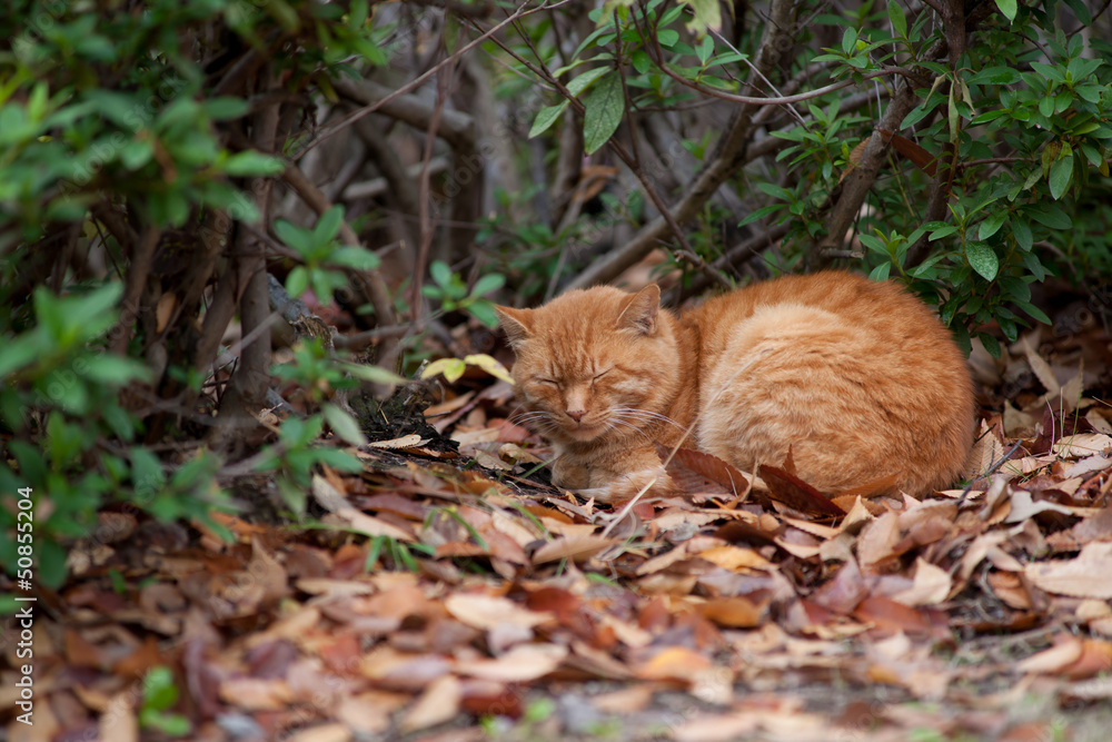 Obraz premium ねこ