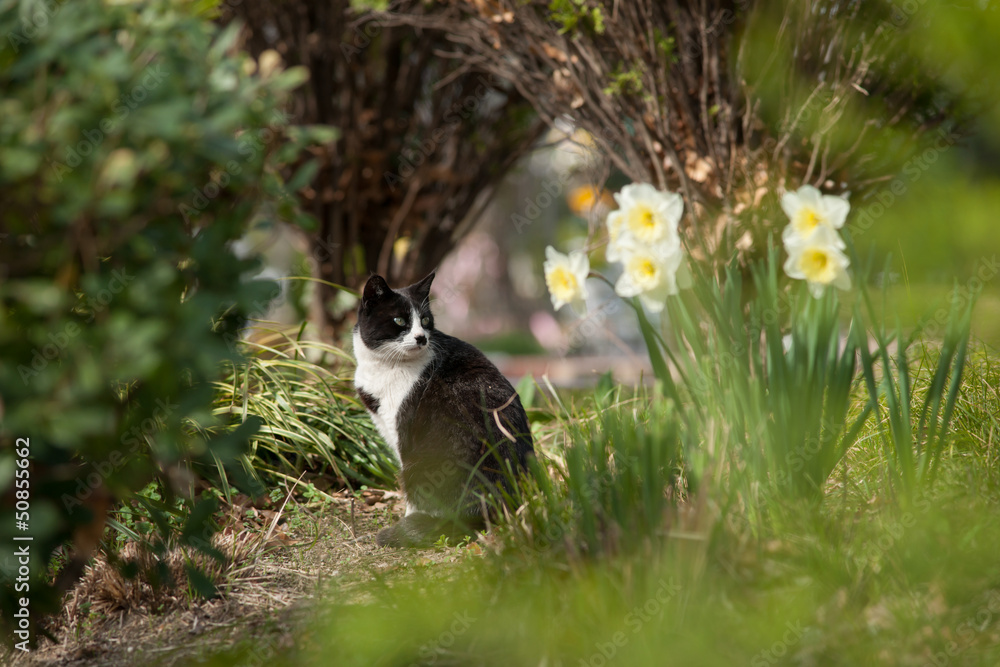 ねこ