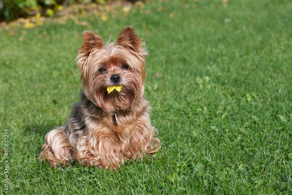 Yorkshire terrier and yellow leaf Yorkshire terrier and yellow leaf