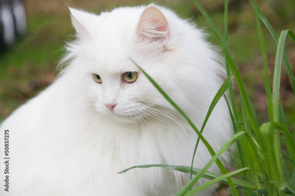 Big white cat and grass