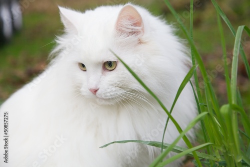 Big white cat and grass