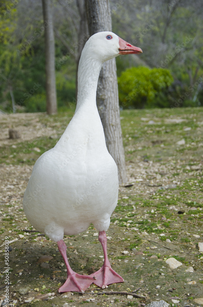 Obraz premium duck white