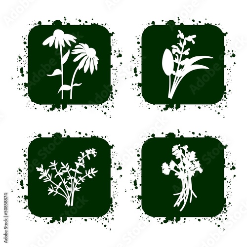 Herbs icons set, vector illustration