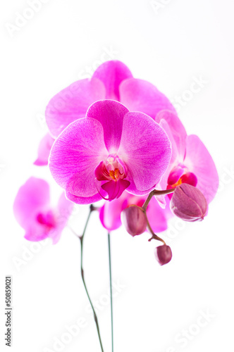 Fototapeta Naklejka Na Ścianę i Meble -  Orchidée