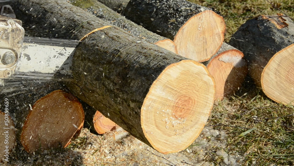 chainsaw blade cutting log of wood in farm chainsaw blade cutting log of wood in farm