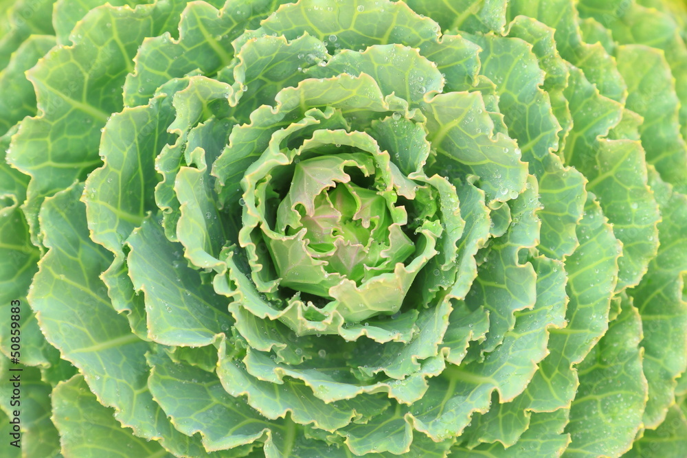 Obraz premium Green decorative cabbage