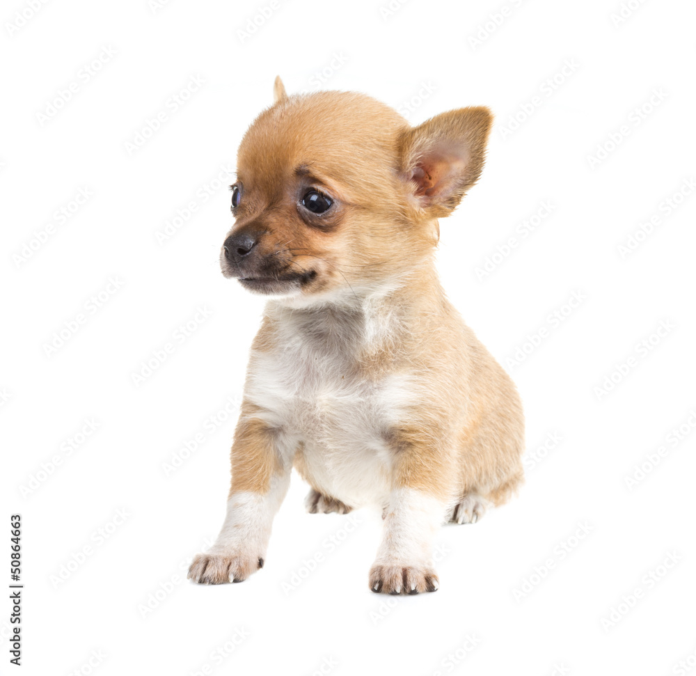 Chihuahua