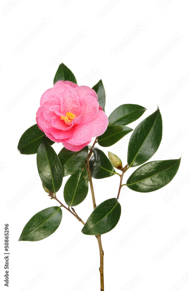 Camellia and foliage