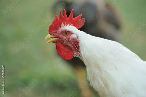 white cock