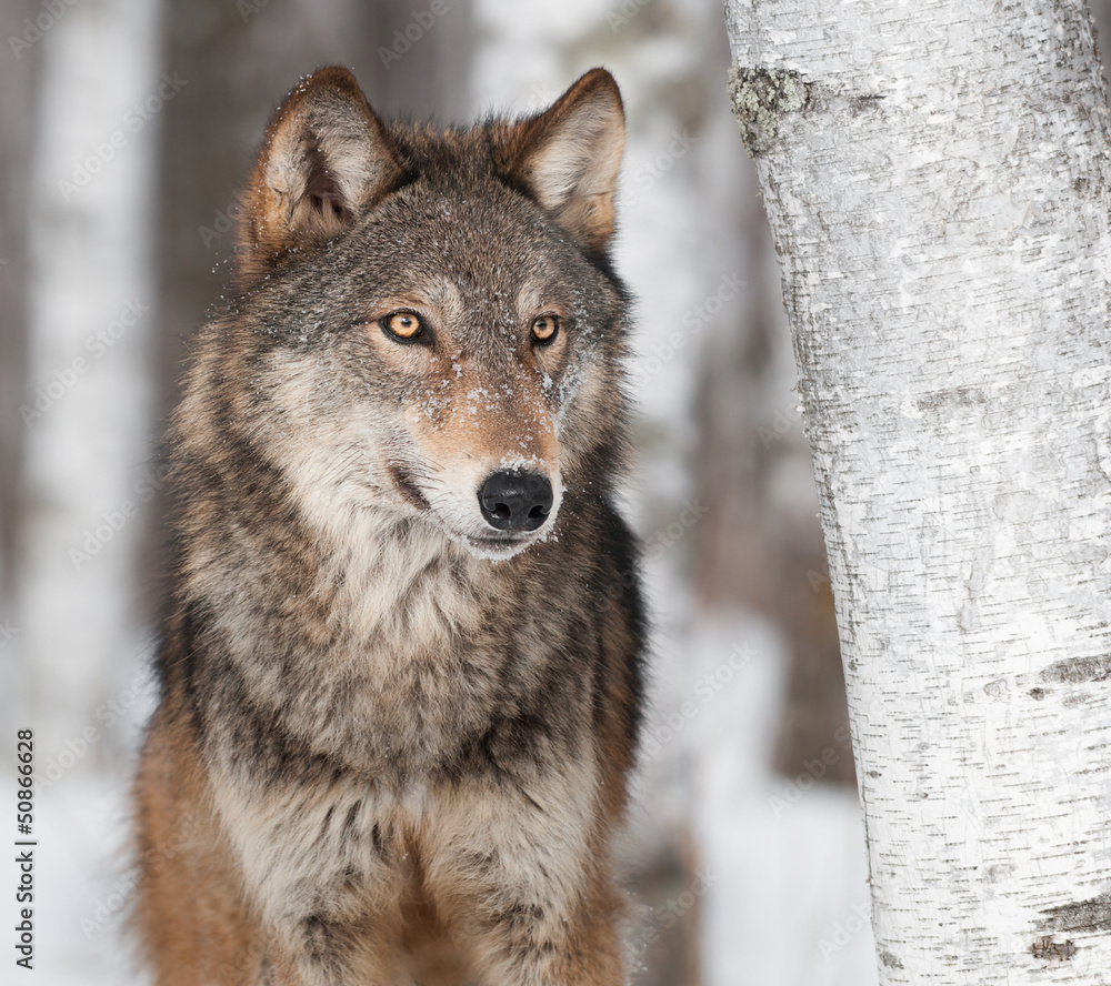 Grey Wolf (Canis lupus) By Birch Tree Grey Wolf (Canis lupus) By Birch Tree