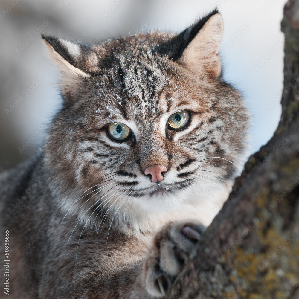 Obraz premium Bobcat (Lynx rufus) Close Up
