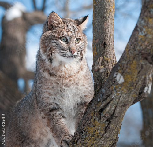 Bobcat (Lynx rufus) Climbs Tree