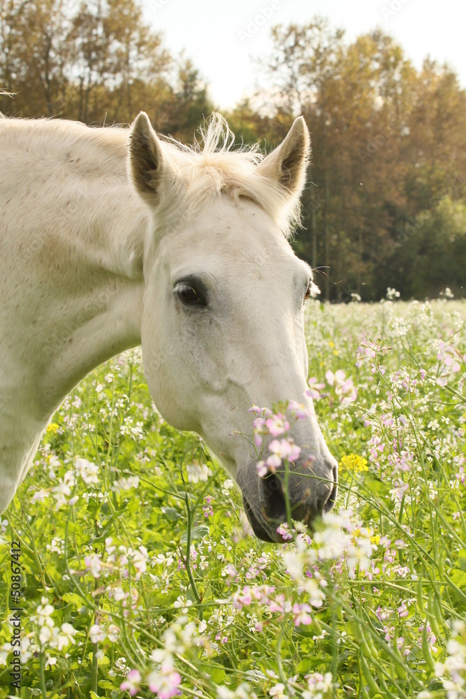 Obraz premium Schimmel riecht an Phacelia