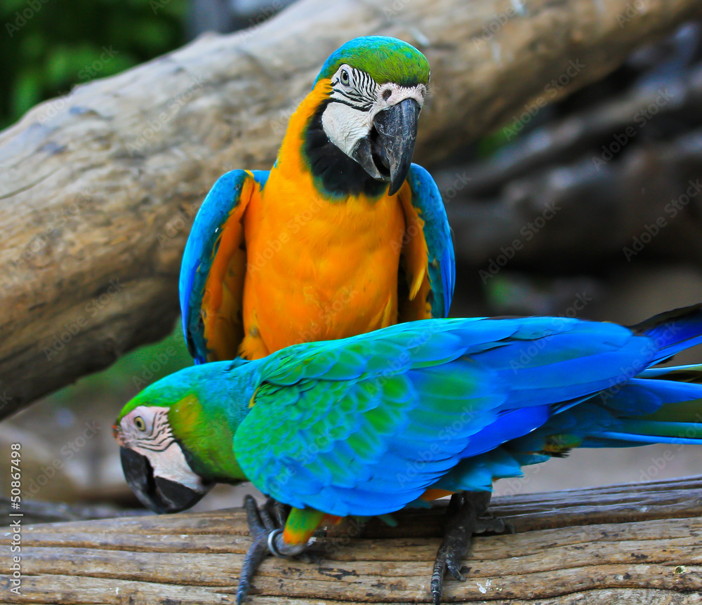 Colorful macaw