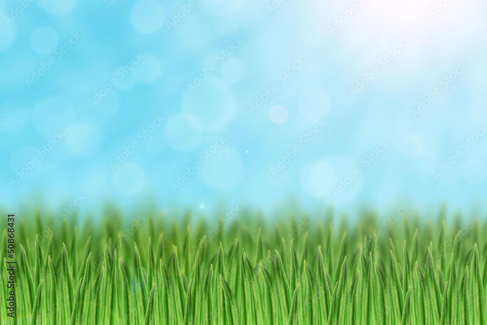 Naklejka Pole trawy