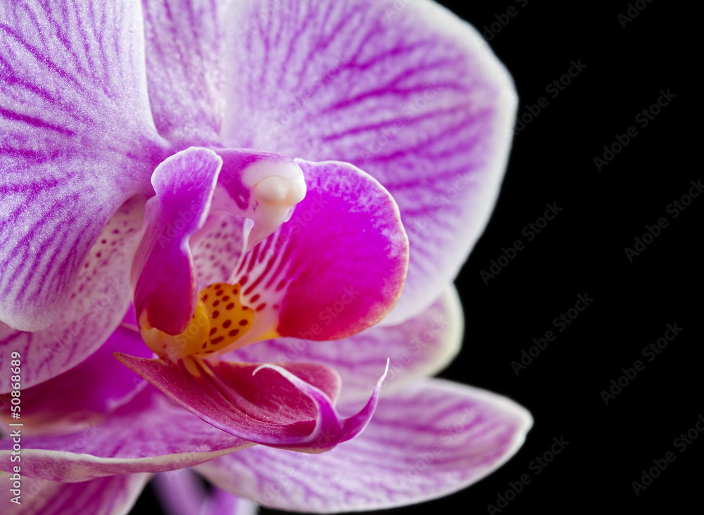 Close up Phalaenopsis, moth orchid flowers on black background Close up Phalaenopsis, moth orchid flowers on black background