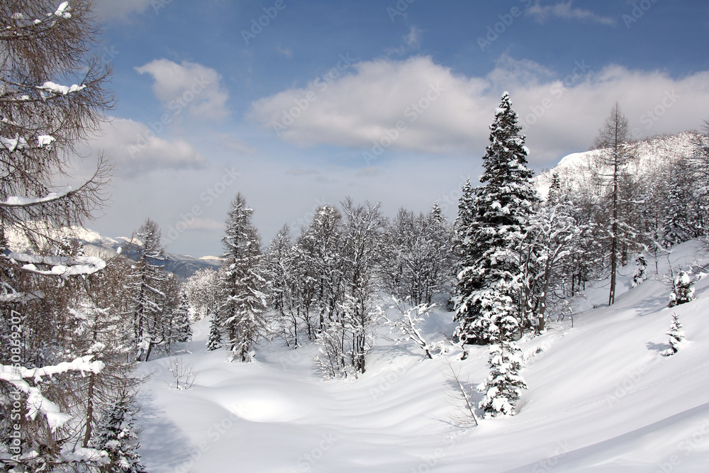 Obraz premium Snow in forest
