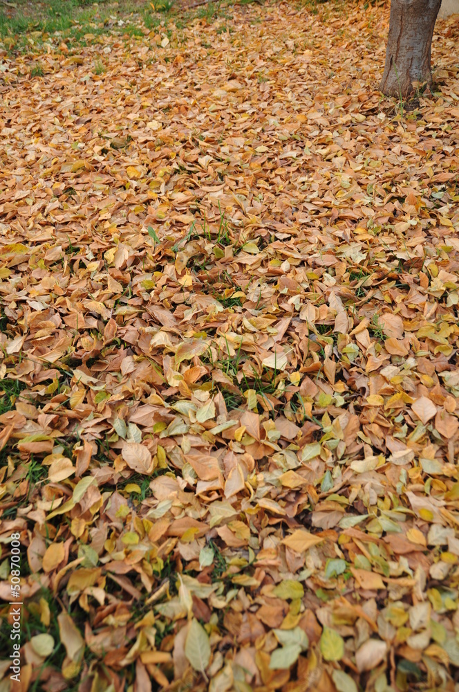 Autumn leaves Autumn leaves