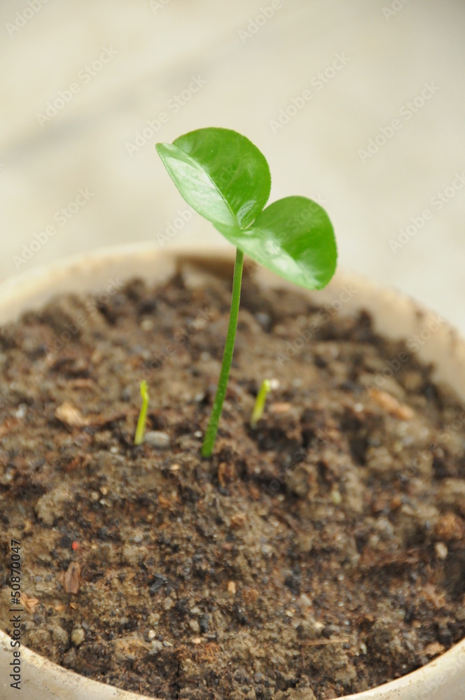 sprout in a pot sprout in a pot