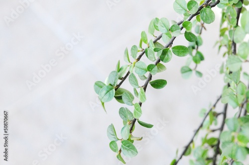 leaves