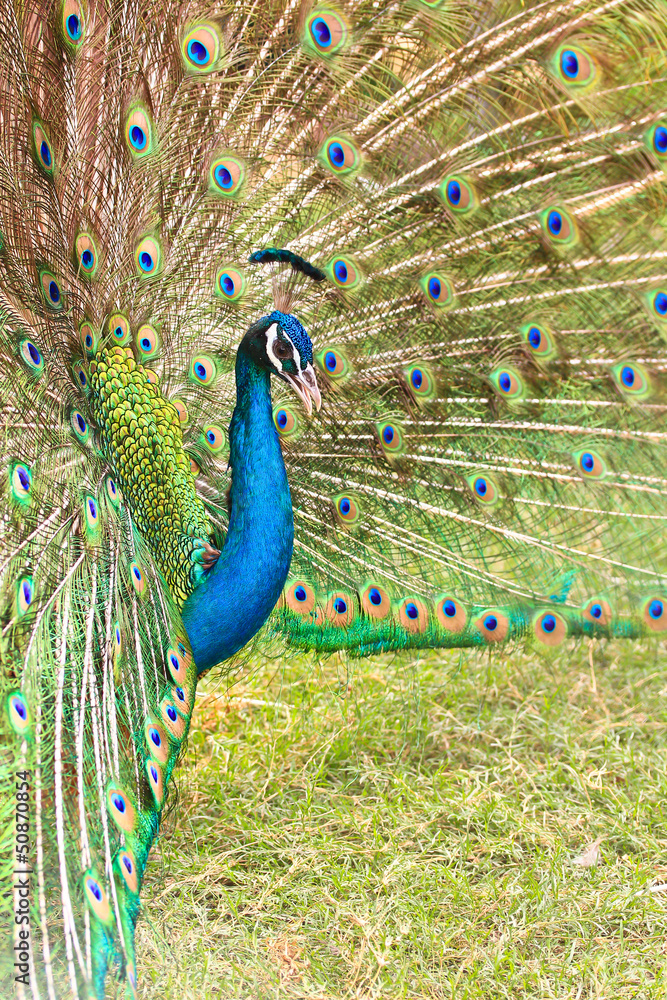 Obraz premium Peacock