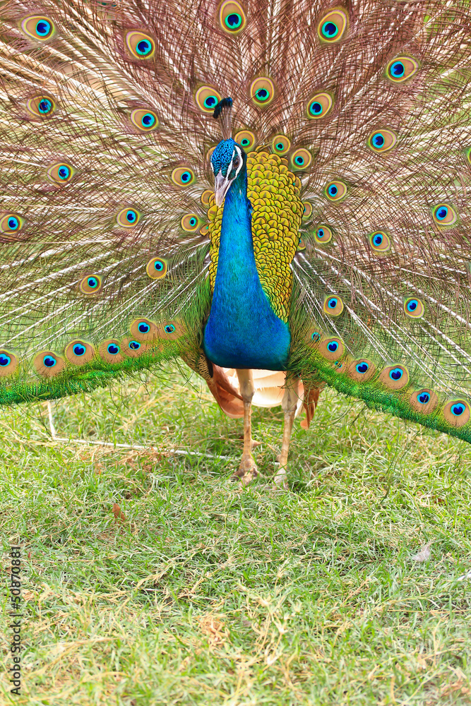 Naklejka premium Peacock