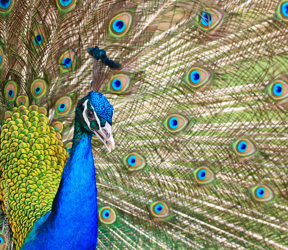 Fototapeta premium Peacock