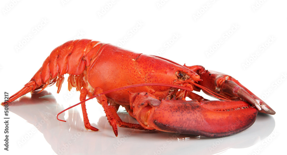 Red lobster isolated on white Red lobster isolated on white