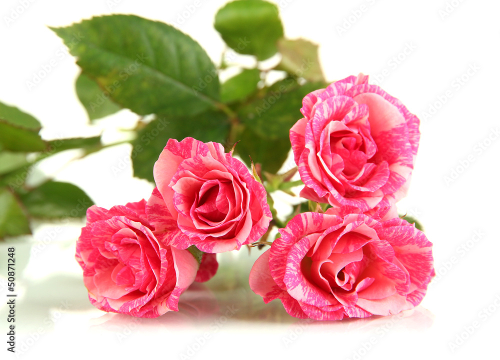 Beautiful pink roses close-up isolated on white Beautiful pink roses close-up isolated on white