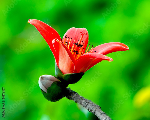 Red Silk Cotton Flower - Latin name is Bombax Ceiba