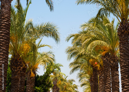 Tropical gardens of finik palms