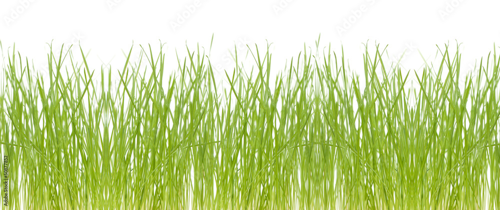 Fresh grass isolated on white background Fresh grass isolated on white background