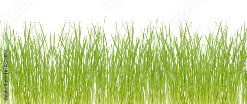 Fresh grass isolated on white background © spaxiax