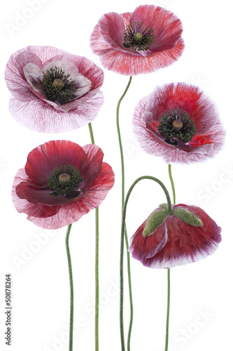 Fototapeta Naklejka Na Ścianę i Meble -  poppy