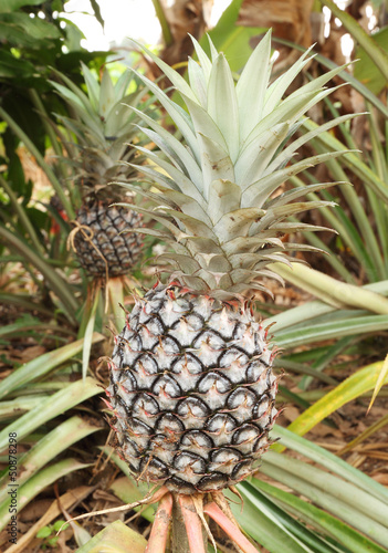 growing pineapple plant